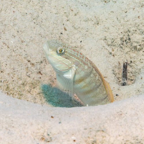 Amblygobius albimaculatus observed 2026-10-07