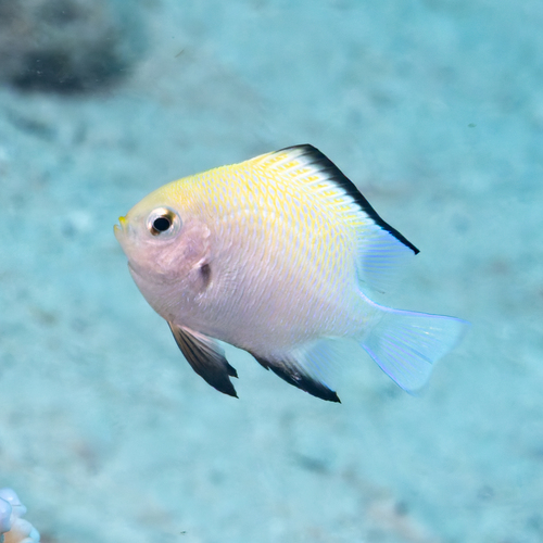 Dascyllus marginatus observed 2026-10-07