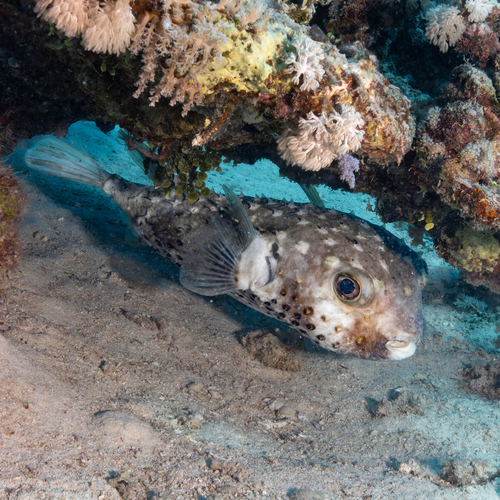 Cyclichthys spilostylus observed 2026-10-07