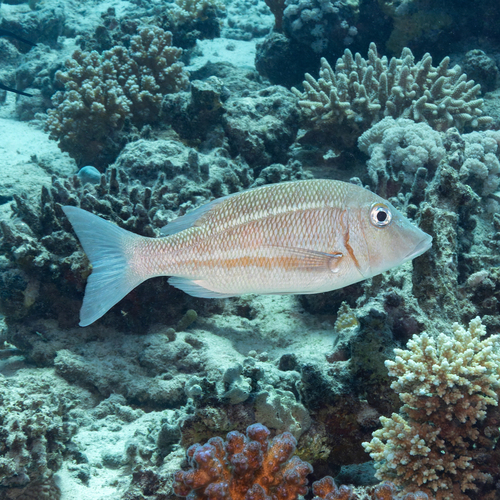 Lethrinus obsoletus observed 2026-10-07