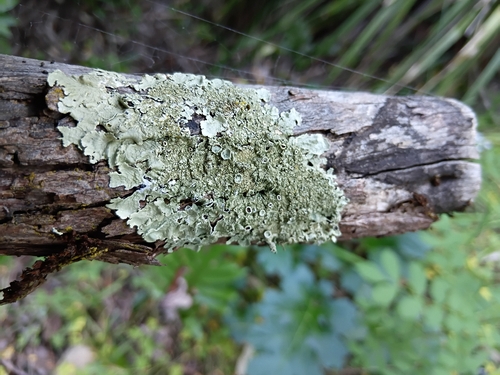 Xanthoparmelia conspersa observed 2026-10-21