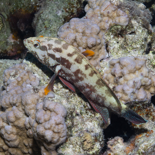 Cephalopholis hemistiktos observed 2026-10-07