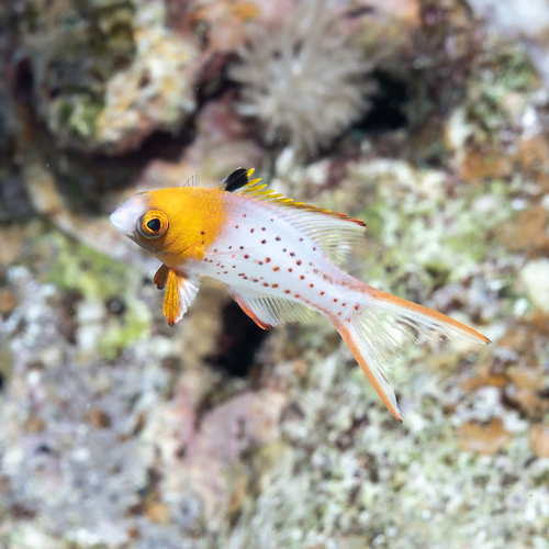 Bodianus anthioides observed 2026-10-08