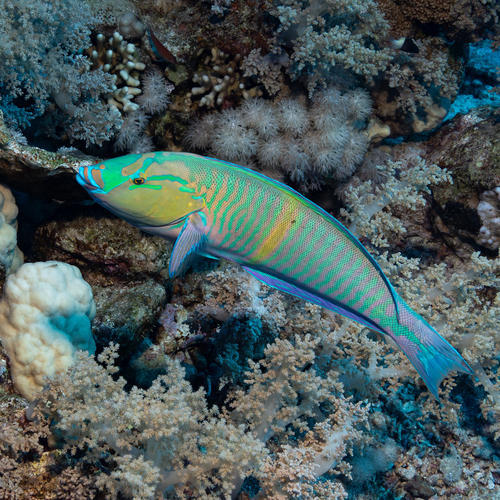 Hologymnosus observed 2026-10-08