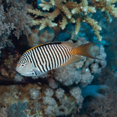 Genicanthus observed 2026-10-08