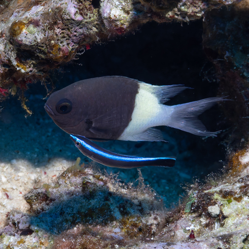 Chromis dimidiata observed 2026-10-08