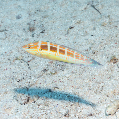 Coris caudimacula observed 2026-10-08