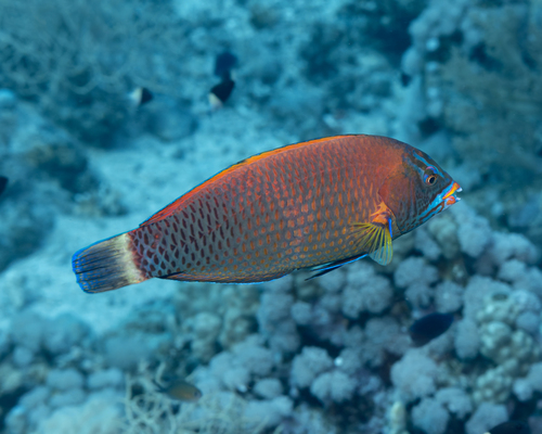 Pseudodax moluccanus observed 2026-10-08