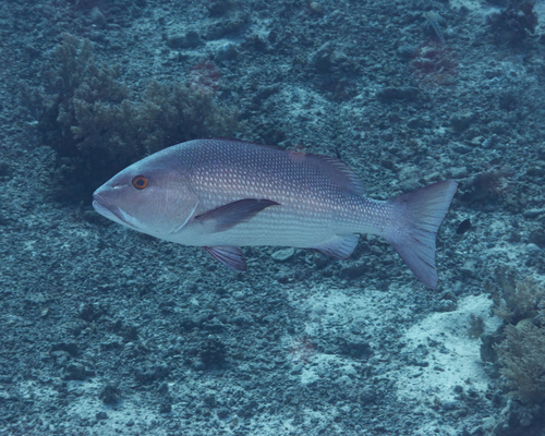 Lutjanus bohar observed 2026-10-08
