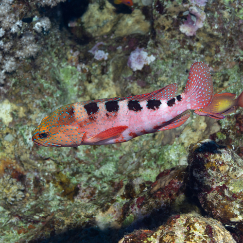 Cephalopholis sexmaculata observed 2026-10-08