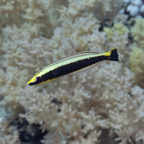 Hologymnosus observed 2026-10-08
