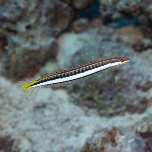 Plagiotremus tapeinosoma observed 2026-10-08