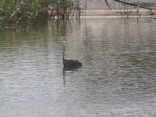 iNaturalist image