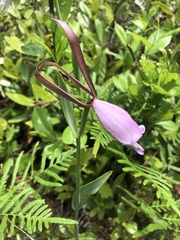 Cleistesiopsis divaricata