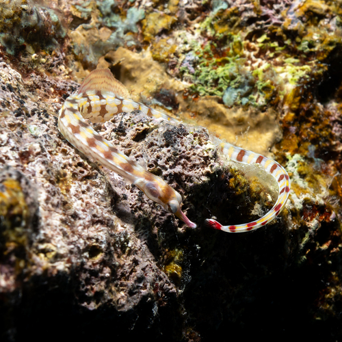 Corythoichthys flavofasciatus observed 2026-10-08