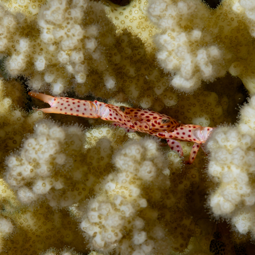 Trapezia tigrina observed 2026-10-08