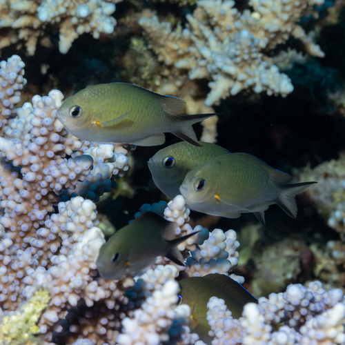 Chromis flavaxilla observed 2026-10-09