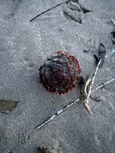 Holopneustes porosissimus observed 2026-10-19