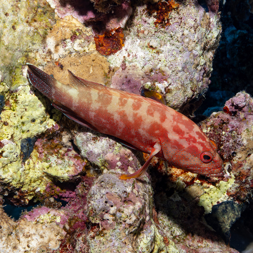 Cephalopholis hemistiktos observed 2026-10-09