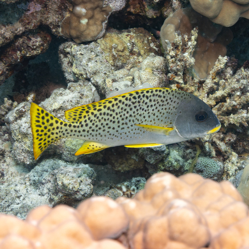 Plectorhinchus gaterinus observed 2026-10-09