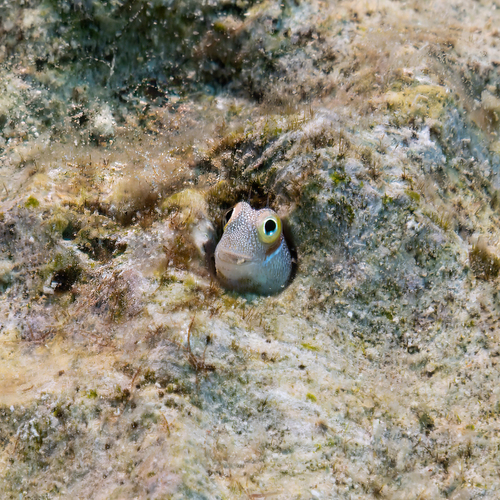 Alloblennius pictus observed 2026-10-09