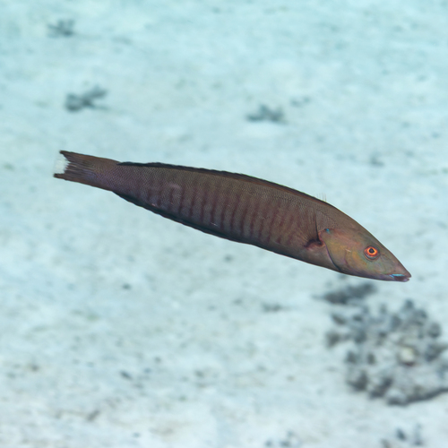 Hologymnosus observed 2026-10-09