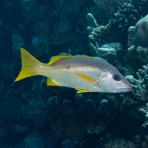 Lutjanus monostigma observed 2026-10-09