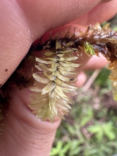 Distichophyllum observed 2026-10-18