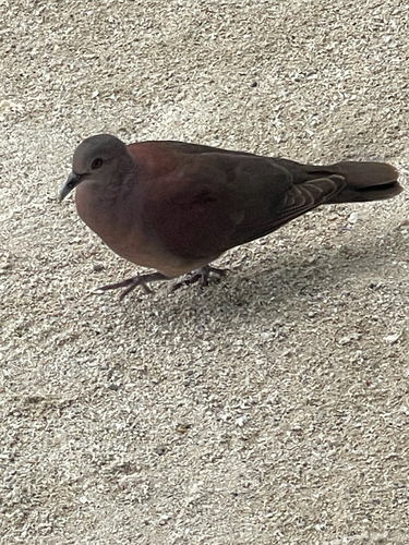 iNaturalist image