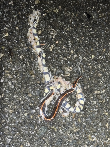 Calliophis intestinalis observed 2026-09-25