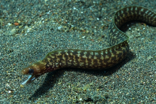 Gymnothorax chilospilus observed 2026-10-17