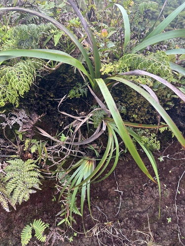 Machaerina angustifolia observed 2026-10-18