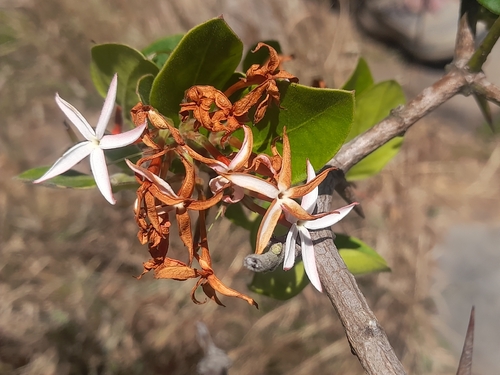 Carissa spinarum observed 2026-10-21