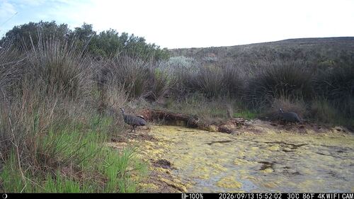 iNaturalist image