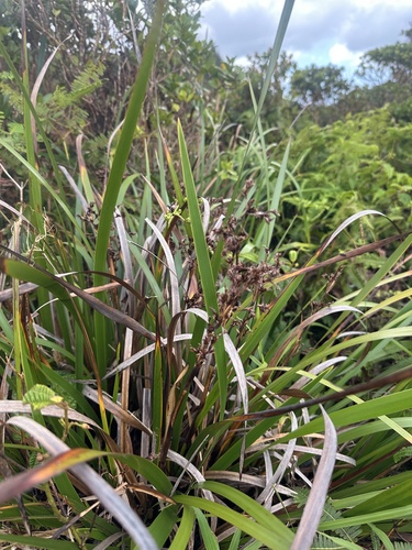 Machaerina angustifolia observed 2026-10-18