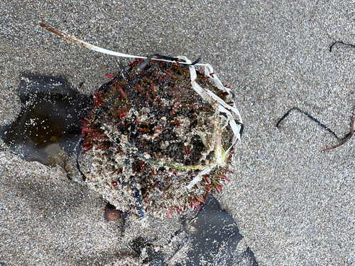 Holopneustes porosissimus observed 2026-10-20