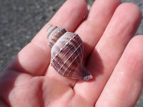 Austrofusus glans observed 2026-10-20