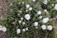Helichrysum marginatum