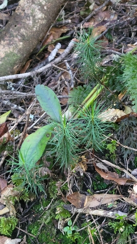 Dawsonia observed 2026-10-21