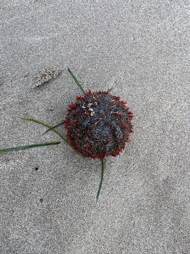 Holopneustes porosissimus observed 2026-10-21