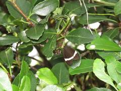 Pidorus