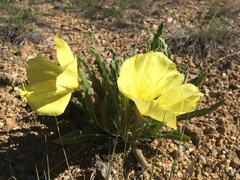 Oenothera howardii