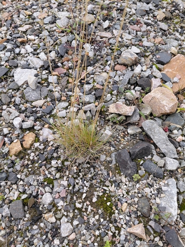Festuca ovina observed 2026-10-21