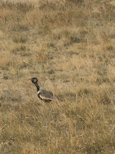 iNaturalist image