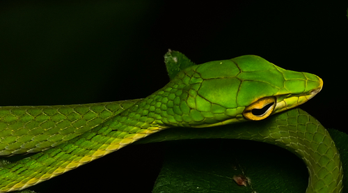 Ahaetulla mycterizans, 2026-10-16