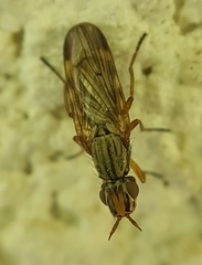 Dorycera graminum