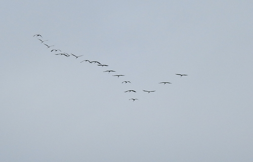 Common Crane