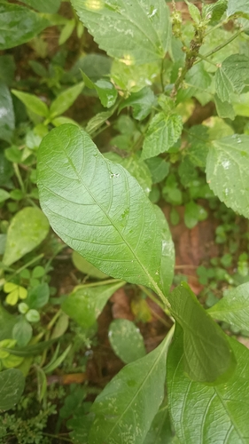 Ruellia tuberosa observed 2026-10-21