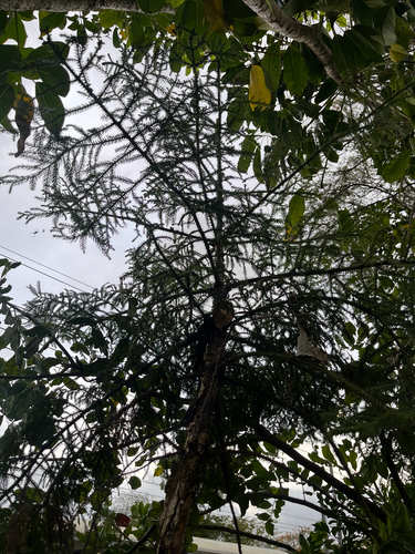 Araucaria cunninghamii observed 2026-10-21