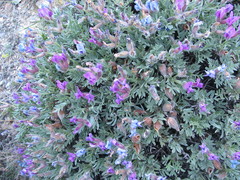 Oxytropis tragacanthoides